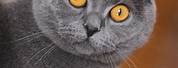 Gray Scottish Fold Cat