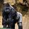 Great Apes Gorillas