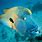 Great Barrier Reef Animals List