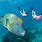 Great Barrier Reef Snorkeling Gear
