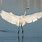 Great Egret Anatomy
