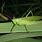 Green Bush-Cricket