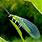 Green Lacewing Bug
