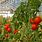 Greenhouse Tomato Plants