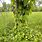 Ground Poison Ivy Vine