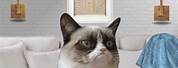 Grumpy Cat Memes Black Friday