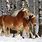 Haflinger Draft Horses