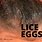 Hair Lice Eggs