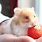 Hamster Eating Strawberry