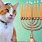 Hanukkah Cat Meme