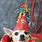 Happy Birthday with Chihuahua