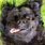 Happy Newfoundland Dog