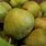Hard Pear Varieties