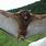 Harpy Fruit Bat