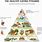 Harvard Healthy Food Pyramid