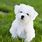 Healthy Small Dog Breeds