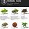 Herbal Teas List
