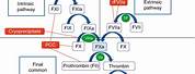 Heterogeneous Prothrombin Gene Mutation