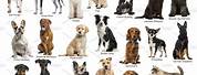 High Resolution Dog Breed Poster