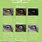 Horse Eye Color Chart