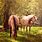 Horse in Forest Wallpaper