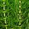Horsetail Equisetum Arvense