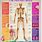 Human Anatomy Poster