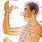 Human Body Acupuncture Points