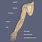 Human Body Arm