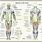 Human Body Details