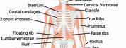 Human Body Skeleton and Organs