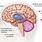 Human Brain Amygdala