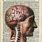 Human Brain Anatomy Art