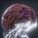 Human Brain Animation