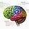 Human Brain Areas