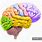 Human Brain Colour