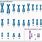 Human Genome Chromosomes