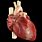 Human Heart Photo