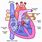 Human Heart Valves Anatomy