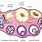 Human Ovary Diagram