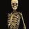Human Skeleton Skull