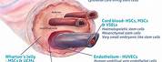 Human Umbilical Cord Mesenchymal Stem Cells