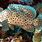 Humpback Grouper Fish