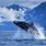 Humpback Whale Alaska
