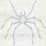 Huntsman Spider Drawing