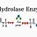 Hydrolase Enzyme
