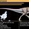 Hypsilophodon Dinosaur