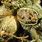 Identify Cannabis Seeds