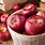 Images of Fall Apples