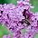 Images of Lilacs